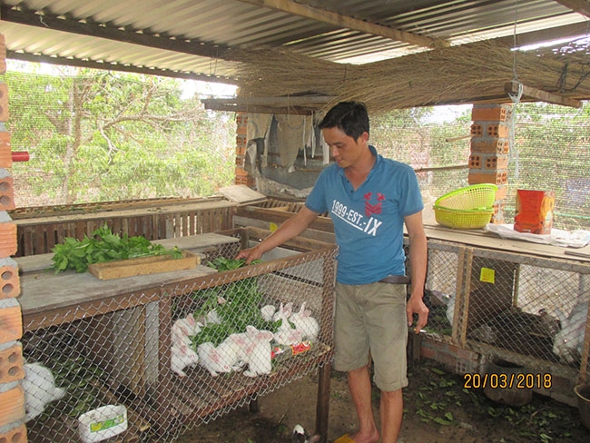Anh Nguyễn Tấn Lâm (thôn 5, xã Hòa Phong) cho thỏ ăn.