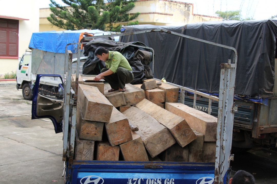 Một xe chở gỗ lậu bị Hạt Kiểm lâm huyện  bắt giữ