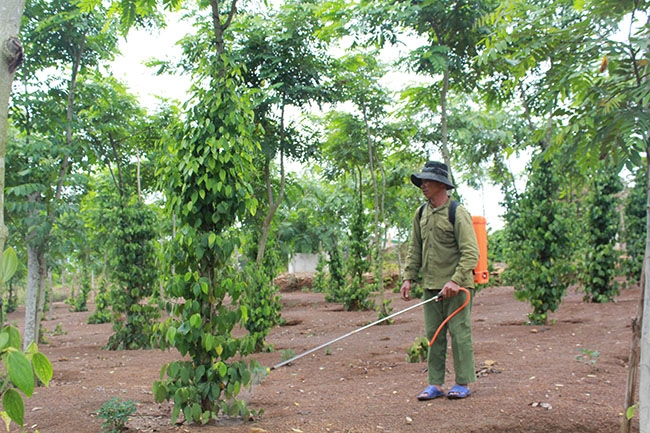 Nông dân huyện M’Đrắk phòng trừ dịch bệnh trên cây  hồ tiêu. 