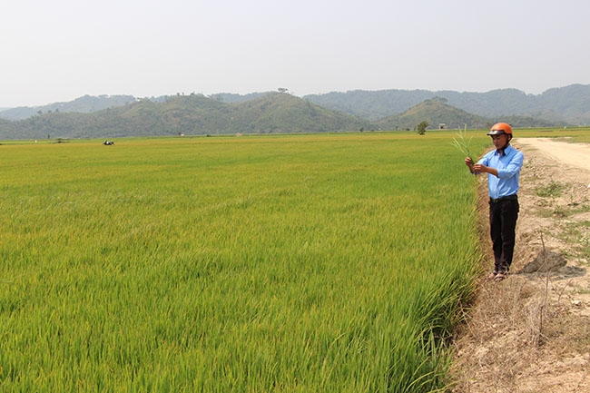Cán bộ nông nghiệp xã Bình Hòa, huyện Krông Ana kiểm tra tình hình sinh trưởng của lúa đông xuân 2017-2018. 