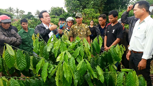Cán bộ khuyến nông huyện hướng dẫn xã viên Hợp tác xã sản xuất nông nghiệp bền vững xã Ea Sol kỹ thuật  ghép cành cà phê.  