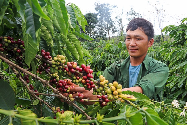 Người dân xã Ea Nam thu hoạch cà phê.