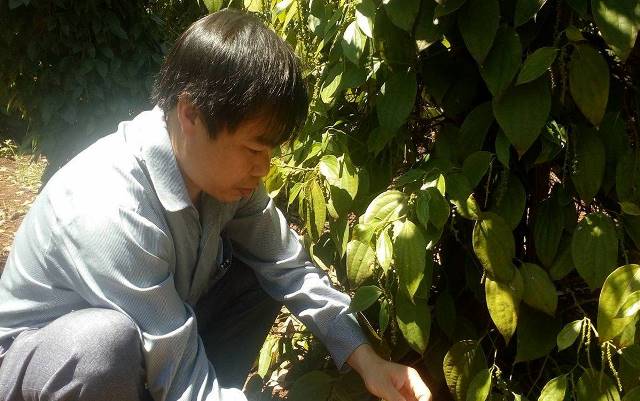 Đa số các vườn tiêu ở Cư Kuin có tỷ lệ đậu trái thấp do gặp mưa trái mùa khi đang ra hoa.