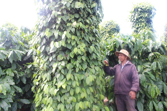 Vườn cà phê xen tiêu  của ông  Y Bun Ađrơng (buôn A Riêng) hằng năm mang lại  hiệu quả  kinh tế cao  cho gia đình.