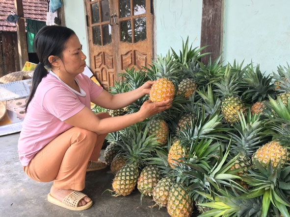Chị Trần Thị Hường (thôn 2,  xã  Cư Đrăm) bên những quả dứa vừa  thu hoạch.   