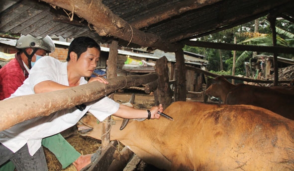 Cán bộ thú y đang tiêm phòng vắc xin cho đàn bò ở xã Ea Tiêu (huyện Cư Kuin).    