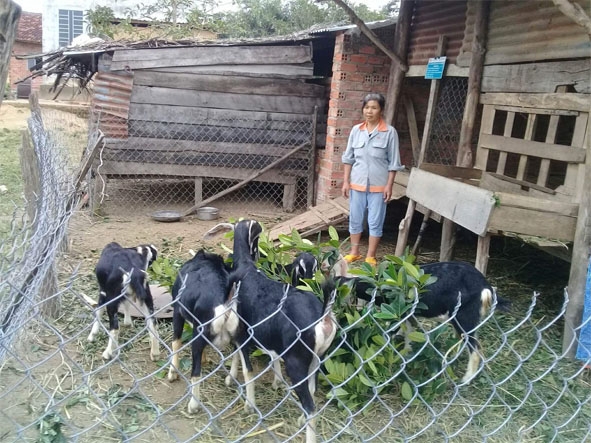 Gia đình bà Nguyễn Thị Hải Vân có được đàn dê từ sự hỗ trợ của Dự án giảm nghèo Tây Nguyên.