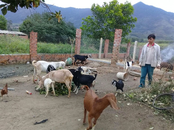 Ngoài 2 con dê được hỗ trợ, gia đình anh Đỗ Anh Vũ đầu tư thêm 3 con dê, đến nay đàn dê phát triển lên 15 con, mang lại thu nhập hàng chục triệu đồng.