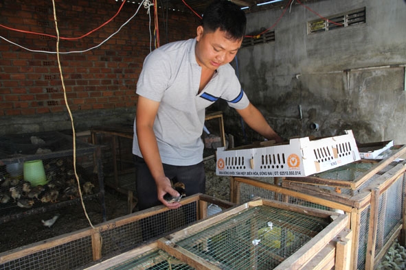 Anh Mai Hồng Cương  (thị trấn Liên Sơn, huyện Lắk)  chăm sóc đàn gà giống.    
