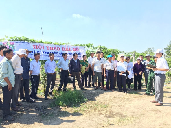 Nhiều  nông dân tham gia  Hội thảo  đầu bờ  mô hình Chanh dây  tím Đài Loan thực hiện  tại gia đình anh Phạm Đình Thủy. 