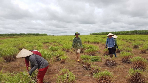 Nhờ sự hỗ trợ của Dự án, nhiều nông dân ở xã Ya Tờ Mốt (huyện Ea Súp) đã mạnh dạn chuyển đổi cây trồng hiệu quả.