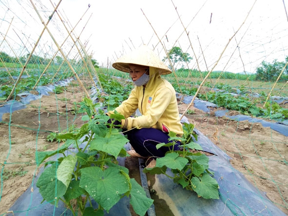 Mô hình trồng dưa leo của gia đình chị Trần Thị Lệ (thôn 2, xã Ea Trul, Krông Bông).  