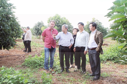 Đoàn chuyên gia Úc tham quan trang trại bơ Trịnh Mười (TP. Buôn Ma Thuột).