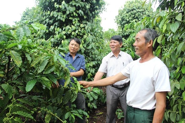 Cựu chiến binh Vũ Ngọc Nhanh (bìa phải) chia sẻ kinh nghiệm trồng cà phê xen hồ tiêu đem lại hiệu quả kinh tế.