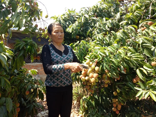 Bà Nguyễn Thị Hiến trong vườn vải của gia đình.