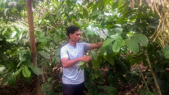    Anh  Y Suôm Niê  chăm sóc vườn  cà phê  gia đình.    