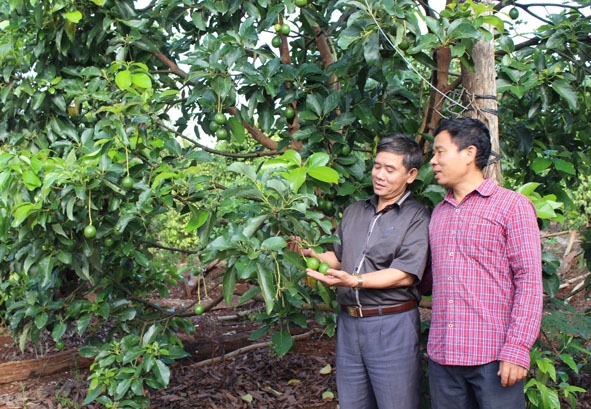 Ông Nguyễn  Xuân Thiệu (bìa phải)  chia sẻ cách chăm sóc  cây trồng  cho cán bộ Hội Nông dân xã Ea Nam đến thăm  mô hình. 