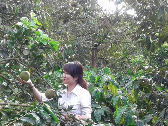Một mô hình trồng xen bưởi trong vườn cà phê tại xã Hòa Thuận (TP. Buôn Ma Thuột).  