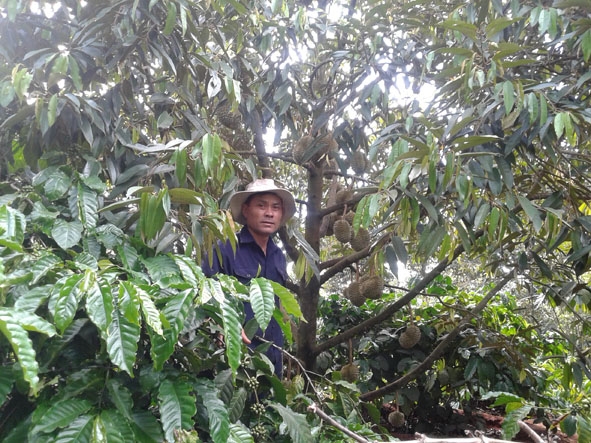 Mô hình trồng xen sầu riêng trong vườn cà phê tại xã Ea Tu (TP. Buôn Ma Thuột) cho hiệu quả kinh tế cao. 