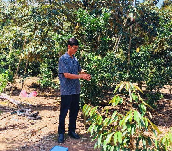 Ông Đoàn Văn Hồng bên vườn cây ăn trái của gia đình. 
