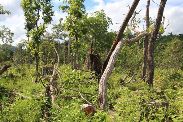 Một khoảnh rừng do UBND xã Cư M’lan (huyện Ea Súp) quản lý bị chặt phá  trái phép.  