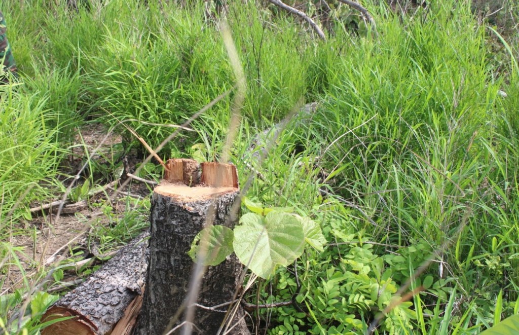 Hiện trường một vụ phá rừng trên địa bàn huyện Ea Súp