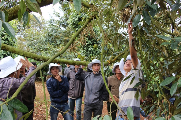 Một vườn sầu riêng xen canh cà phê ở huyện Krông Năng.