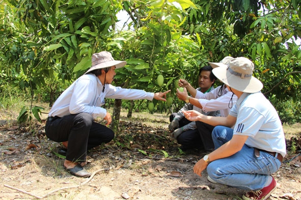 Doanh nghiệp, nông dân, nhà khoa học, nhà quản lý cùng bàn giải pháp phát triển cây xoài bền vững  ở huyện Ea Súp. 