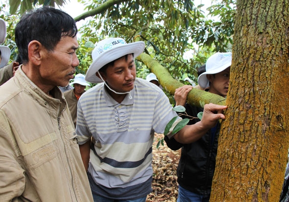 Nông dân huyện Krông Năng chia sẻ kinh nghiệm phòng, trị bệnh cho cây sầu riêng.  