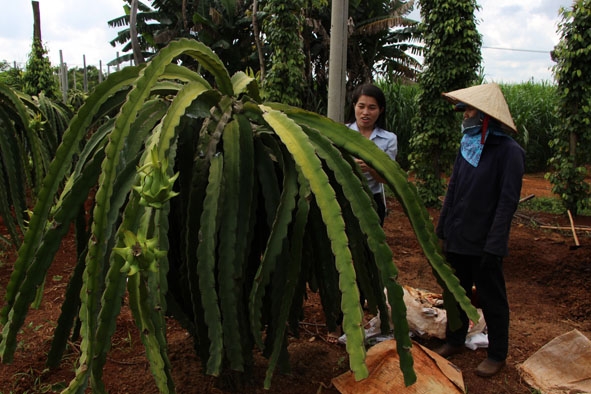 Cán bộ nông nghiệp TP. Buôn Ma Thuột hướng dẫn nông dân xã Cư Êbur chăm sóc thanh long.