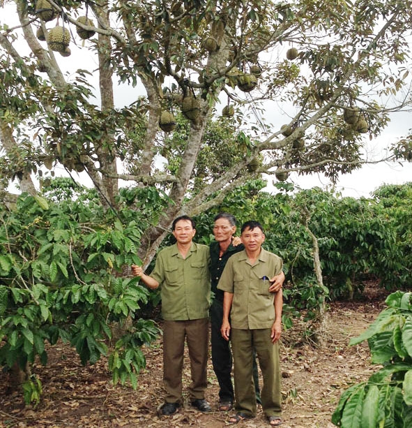 Ông Dương Công Lũy (bìa phải) bên vườn cà phê xen sầu riêng của gia đình.