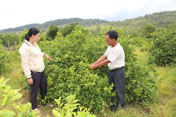 Ông  Vũ Đình Sơn  ở buôn  Ea Mar  giới thiệu vườn chanh cho cán bộ  Trạm Khuyến nông xã Krông Na.
