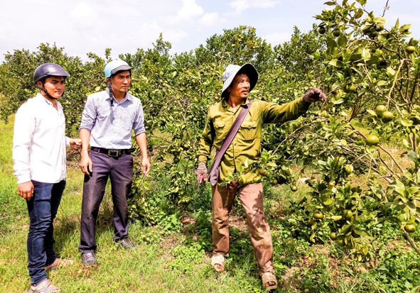 Cán bộ xã Cư Pui tham quan mô hình trồng quýt đường của ông Lưu Viết Thơ ở buôn Dhung Knung. 
