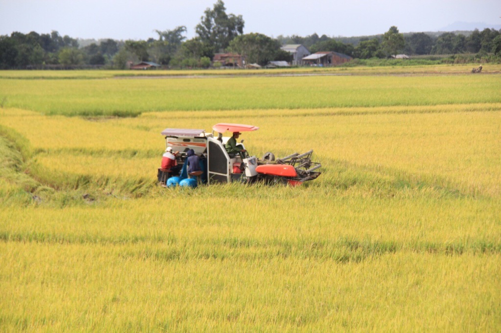Nông dân huyện Ea Súp sử dụng máy gặt đập liên hợp để thu hoạch lúa