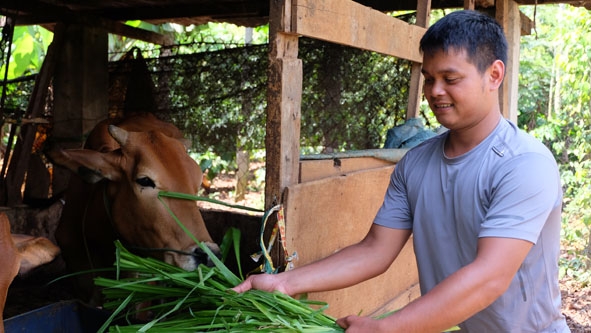 Anh Y Dem Ktla đang chăm sóc đàn bò được Đoàn xã Ea Tul hỗ trợ.  