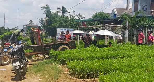 Người dân xã Krông Jing (huyện M’Đrắk) đang mua keo giống về trồng cho kịp mùa vụ. 