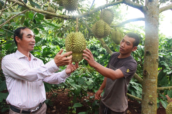 Anh Y Pitôl Niê (bên phải) đang giới thiệu về giống sầu riêng trồng xen trong vườn cà phê của gia đình.  
