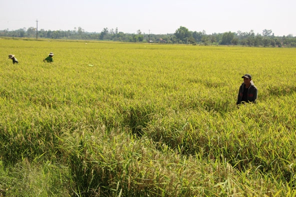Sản xuất lúa giống ở xã  Cư Ni, huyện  Ea Kar.     