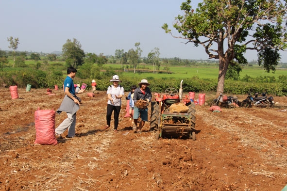 Nông dân xã Ea Kuăng, huyện Krông Pắc thu hoạch nghệ vàng.     