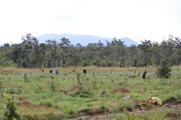 Mô hình kinh tế nông lâm kết hợp  trồng tếch với cây ăn quả có múi tại dự án khoanh nuôi, trồng và bảo vệ rừng của Doanh nghiệp tư nhân Phan Thuấn (ở xã Ea Bung, huyện Ea Súp).