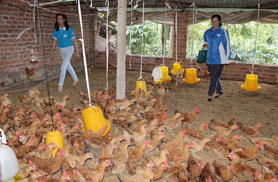 Cán bộ Hội LHPN TX. Buôn Hồ thăm mô hình của HTX nuôi gà thả vườn Minh Hạnh. 