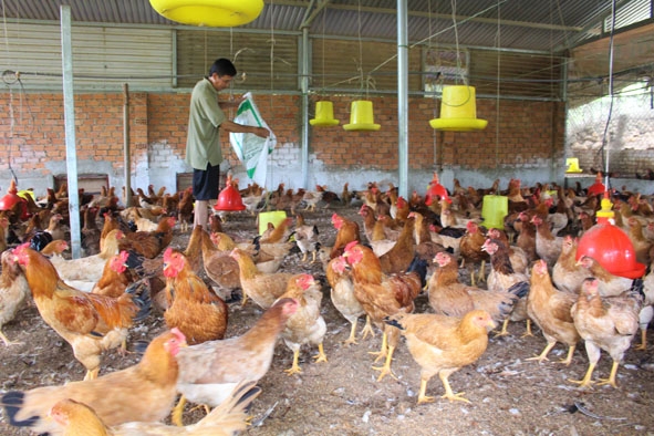 Chuồng chăn nuôi gà bằng đệm lót sinh học của ông Trần Văn Đính. 