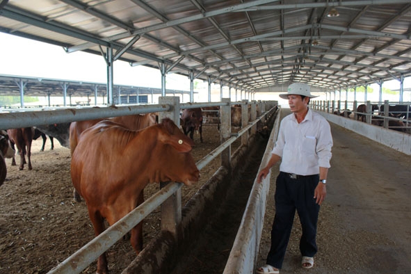 Khu vực trang trại nuôi bò của dự án Sao Đỏ. 