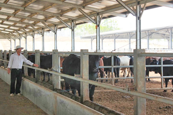 Trang trại nuôi bò của dự án hiện có hơn 3.200 con.