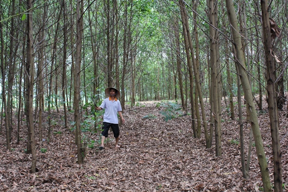 Người dân chăm sóc rừng trồng ở xã Cư Cróa (huyện M'Đrắk). 
