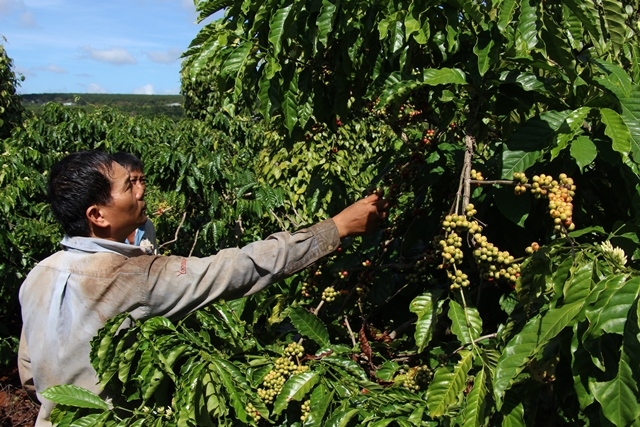 Nông dân xã Ea Hiao thu hoạch cà phê