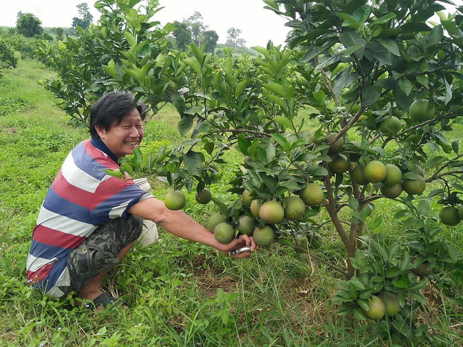 Mô hình trồng cây ăn trái công nghệ cao của gia đình anh Nguyễn Văn Đức, thôn 3,  xã Cư Prao, huyện M'Đrắk.  