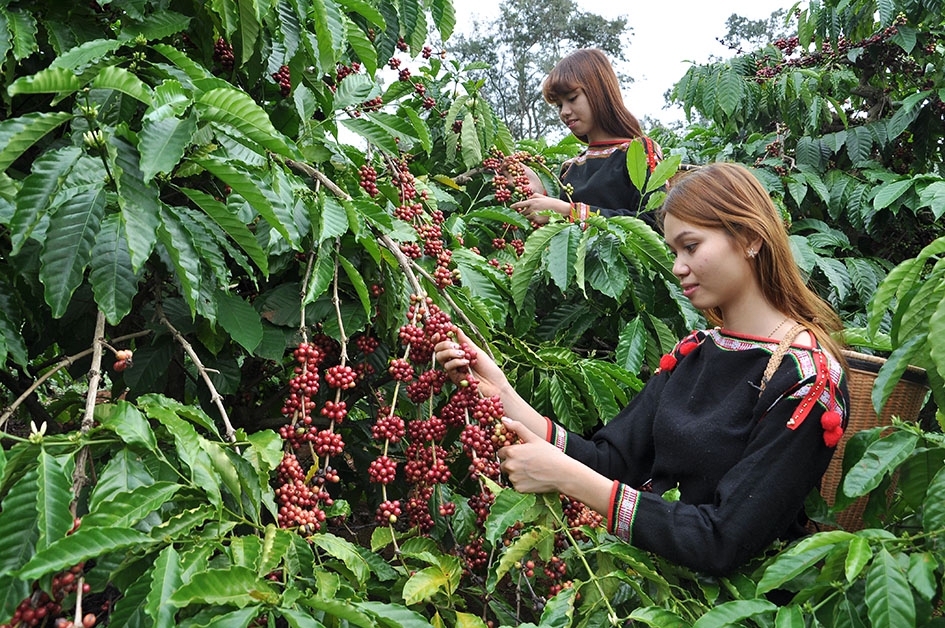 Vườn cà phê sinh thái ở Khu Du lịch Văn hóa - Sinh thái cộng đồng Kô Tam (TP. Buôn Ma Thuột) là địa chỉ hấp dẫn du khách.  