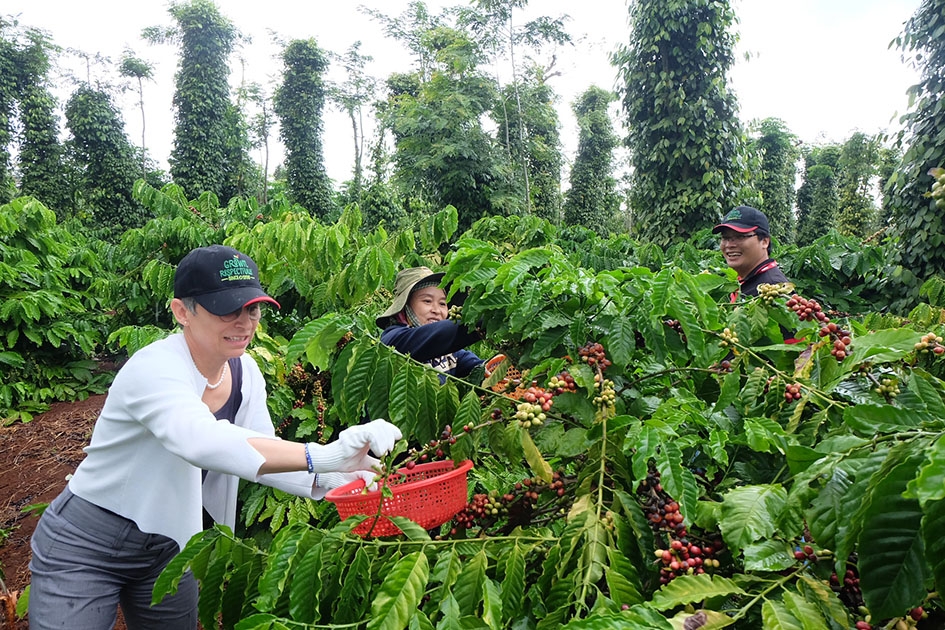 Đại sứ Thụy Sĩ Beatrice Maser Mallor thăm vườn cà phê sản xuất theo tiêu chuẩn 4C tại huyện Cư Kuin.