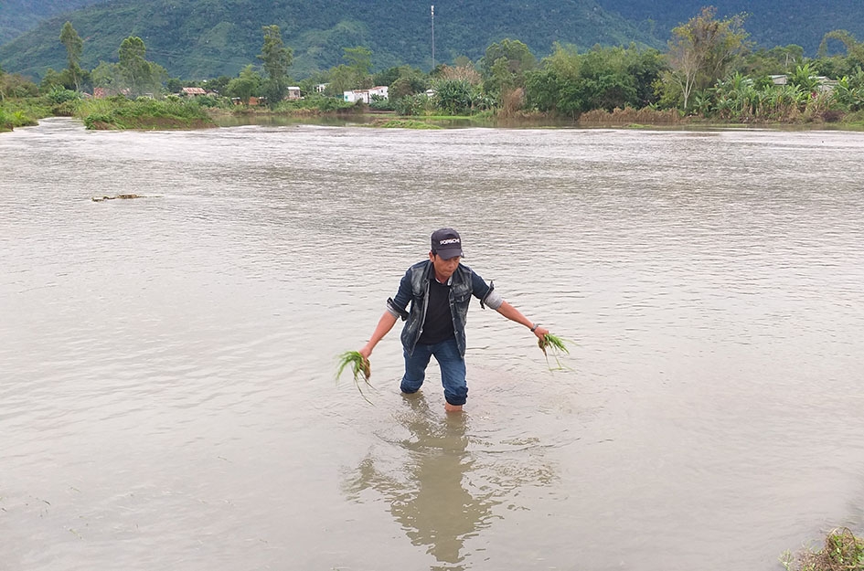 Người dân xã Hòa Phong (huyện Krông Bông) kiểm tra tình hình lúa ngập tại cánh đồng. 